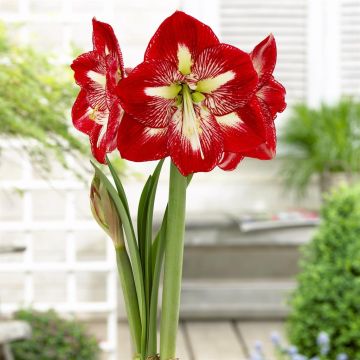 Amaryllis Mega Star