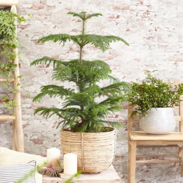 Araucaria Heterophylla