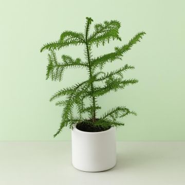 Araucaria 12 cm pot