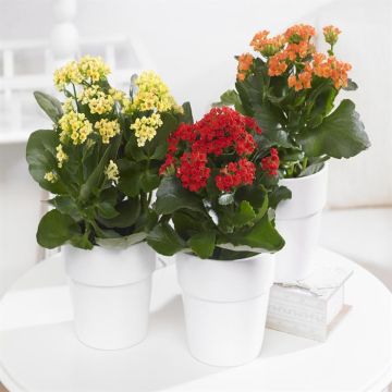 Kalanchoe mix