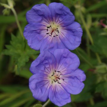 Geranium Bloom me Away 1
