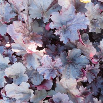 Heuchera Black Sea