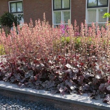 Heuchera Northern Exposure Silver