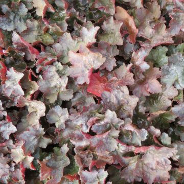 Heuchera Rachel Heuchera Rachel