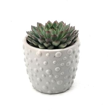 Echeveria purple Sky Pearl