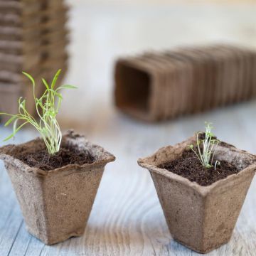 Biologisch pot vierkant 6 cm Biologisch pot vierkant 6 cm