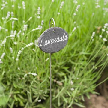 Ovalen Hangetiketten H40cm Ovalen Hangetiketten H40cm