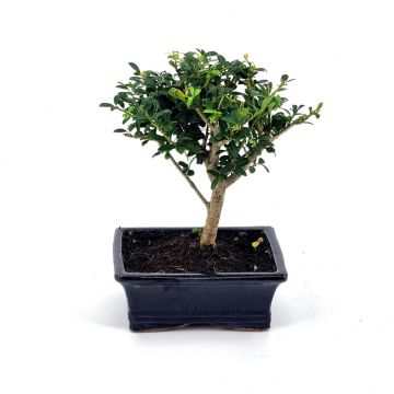 Bonsai Ilex Brom 15 cm