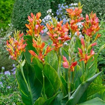 Canna Mandarin_orange_2 Canna Mandarin_orange_2