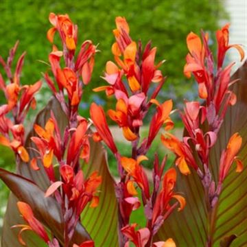 Cann Red_stripe Cann Red_stripe