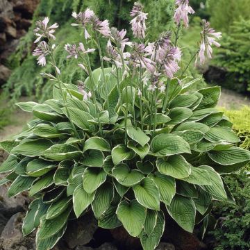 Hosta Francee V3 Hosta Francee V3