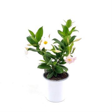 Mandevilla Wit