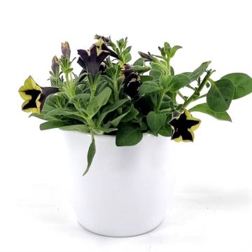 Petunia Bicolor