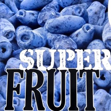 Lonicera kamtschatica v2