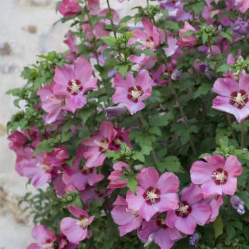 Hibiscus Woodbridge