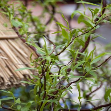 Salix Caradoc Salix Caradoc