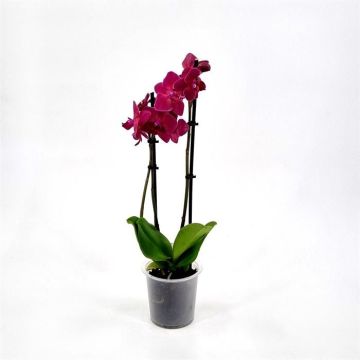 Phalaenopsis Red