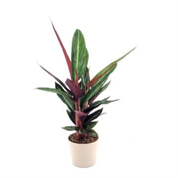 Sanguinea Triostar