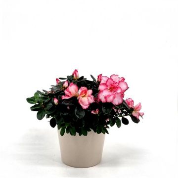 Rhododendron Simsii Bicolor 13 cm pot