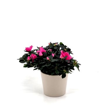 Rhododendron Simsii Pink 13 cm pot