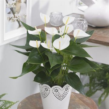 Anthurium Elido