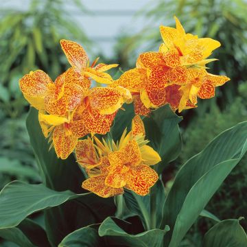 Canna Golden Lucifer