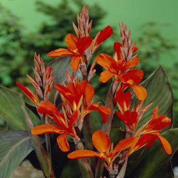 Canna Verdi Canna Verdi