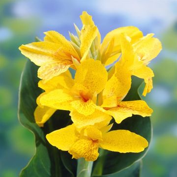 Canna Yara Canna Yara