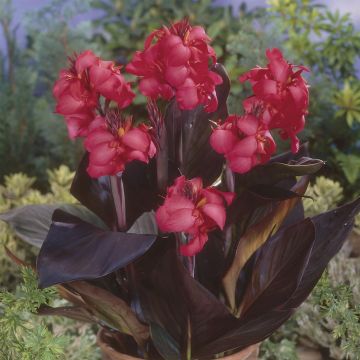 Canna Red Wine