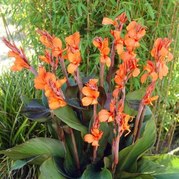 Canna Ingeborg(Als Omega) Canna Ingeborg(Als Omega)