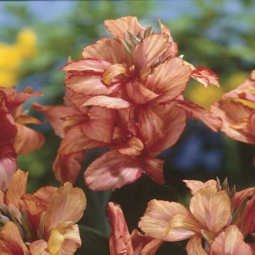 Canna indica als (Pink Paradise) Canna indica als (Pink Paradise)