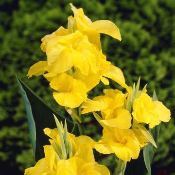 Canna Richard Wallace Canna Richard Wallace