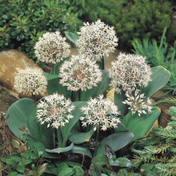 Allium Karataviense