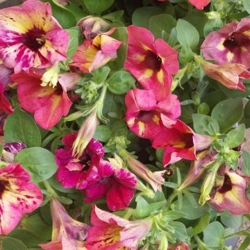 Petunia Bicolor Petunia Bicolor