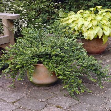 Lonicera Purple Storm