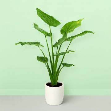 Alocasia Cucullata 17 cm