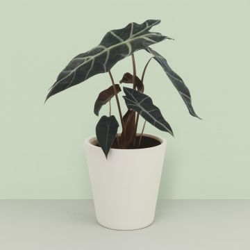 Alocasia Polly 12 cm