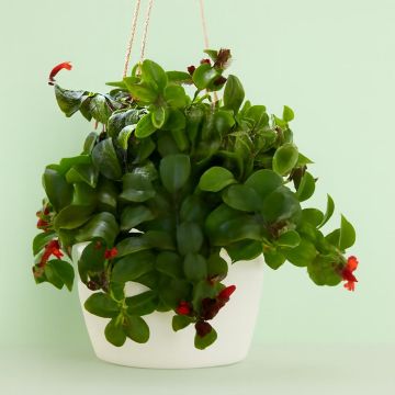 Aeschynanthus Mona Lisa