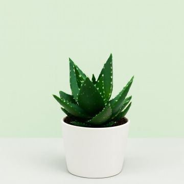 Aloe Vera Mitriformis