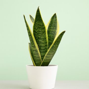 Sansevieria Futura Superb
