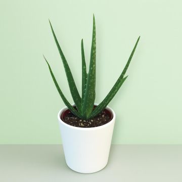 Aloe Vera P13