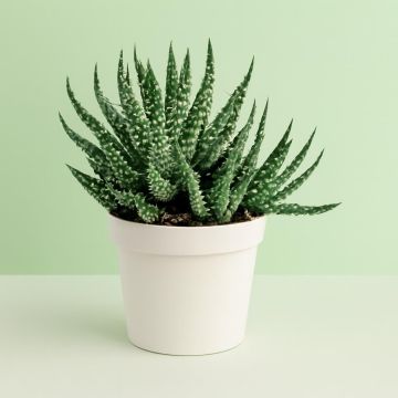 Aloe humilis shark 10 Aloe humilis shark 10