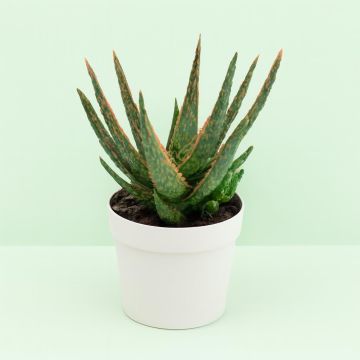 Aloe Zebrina Dannyz 10