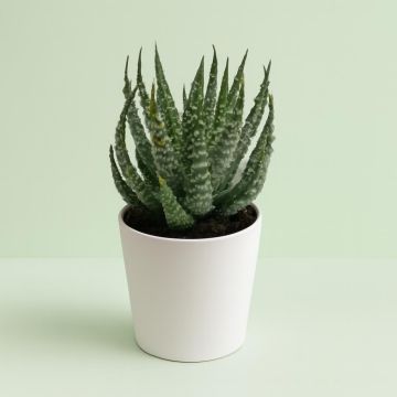 Aloe Humilis Shark 7 cm