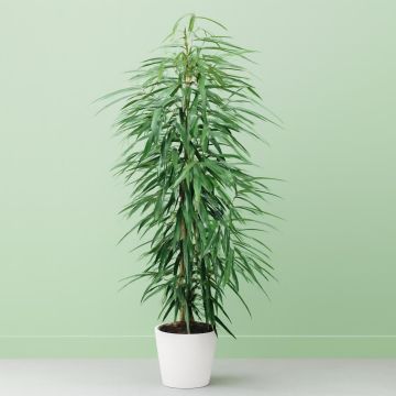 Ficus Amstel Queen (King)