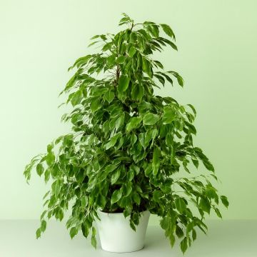 Ficus benjamina Golden King Ficus benjamina Golden King