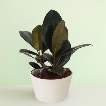 Ficus elastica Abidjan 23 cm schaal.jpg