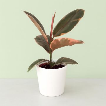 Ficus elastica Belize 12 cm