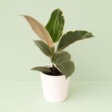 Ficus elastica Tineke 12 cm