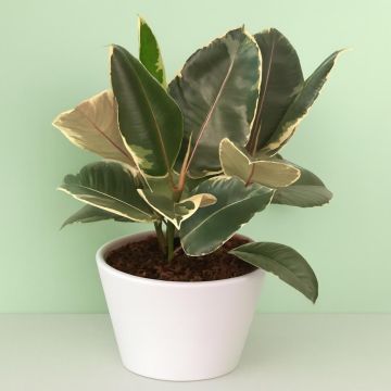 Ficus elastica Tineke 23 cm Schaal.jpg